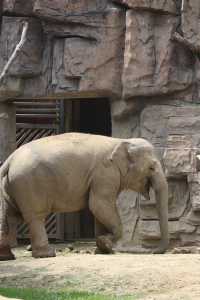 四川成都｜成都動物園，與動物親密接觸。