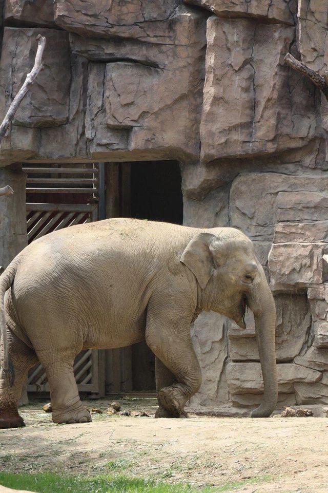 四川成都｜成都動物園，與動物親密接觸。