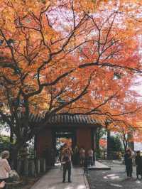 佐贺九年庵与大兴善寺：历史与自然的静谧对话。