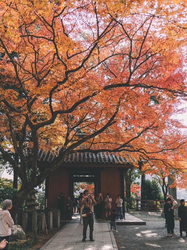 佐贺九年庵与大兴善寺：历史与自然的静谧对话。
