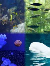 謝德水族館（Shedd Aquarium）旅遊攻略。