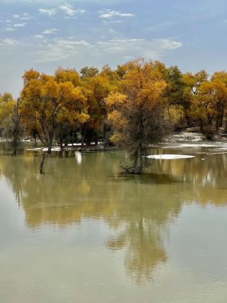 The largest Tarim Populus Euphratica Forest Park.