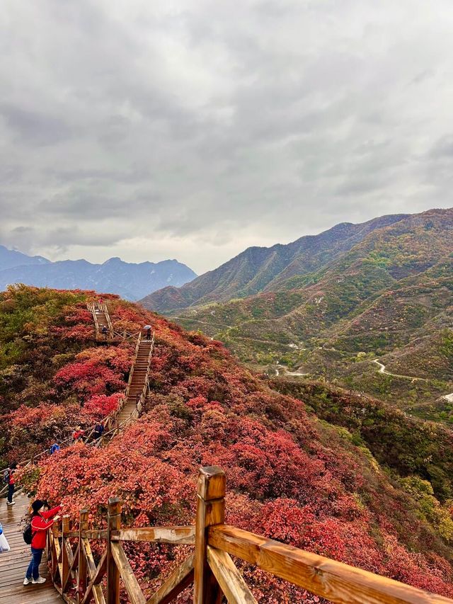 北京最美的賞紅葉棧道。 北京最美的賞紅葉棧道。