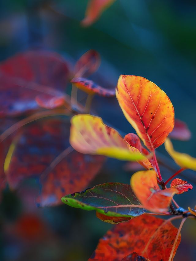 紅葉紅。