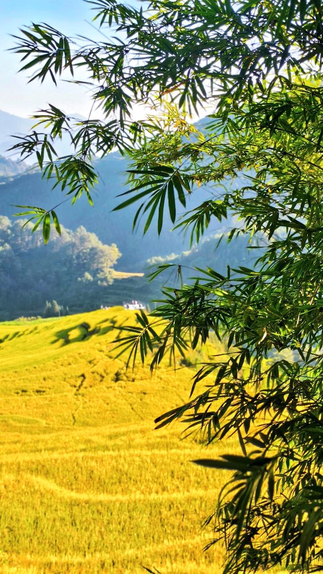 風吹麥浪好治癒。