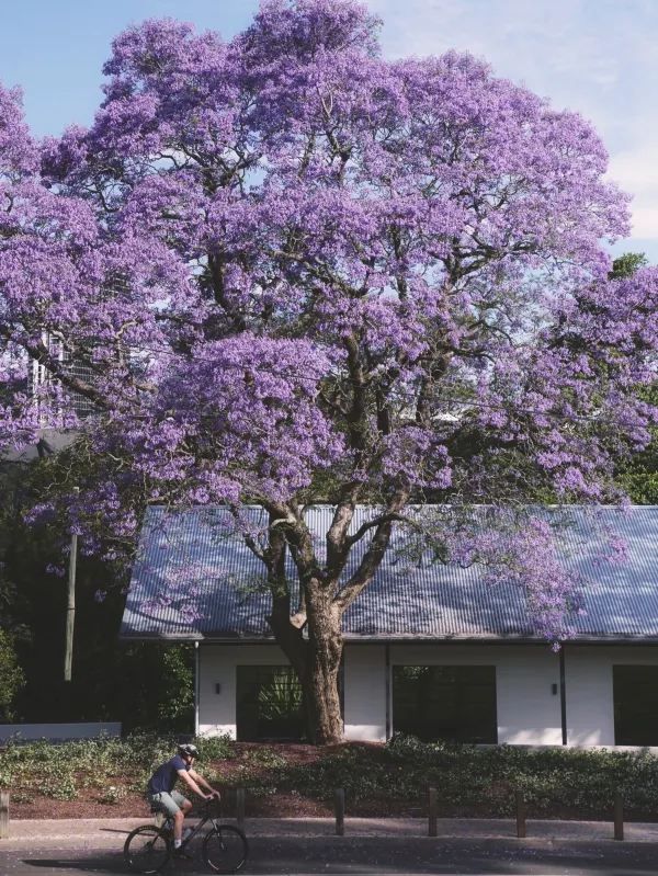 Sydney's Jacaranda Season is Here!