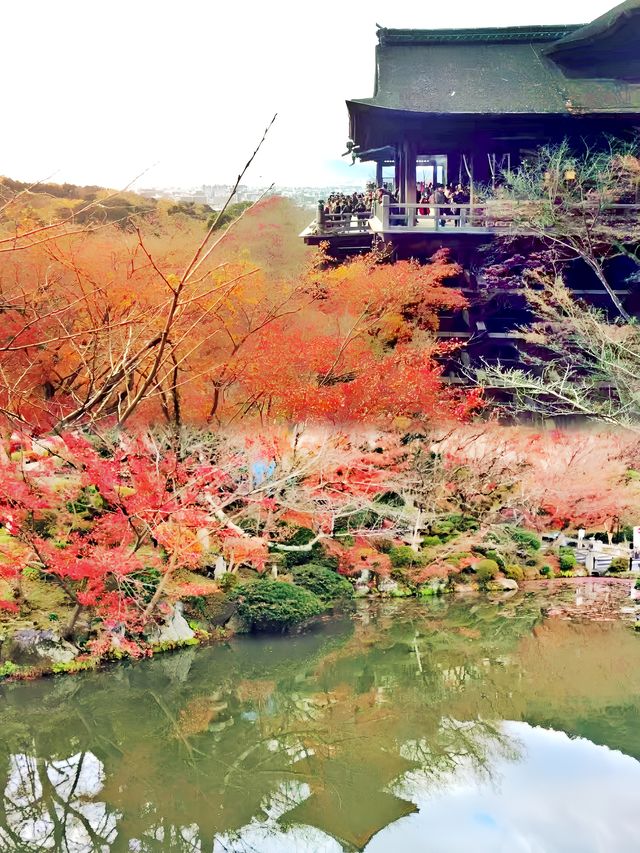 日本京都，清水寺秋日紅楓惹人醉。