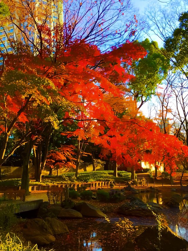 日本｜紅葉季•芝公園。