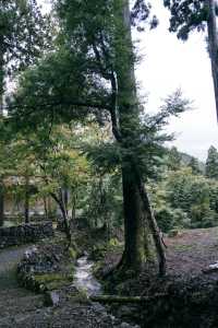 紅葉還未全盛，雨天也等不及飛到京都。
