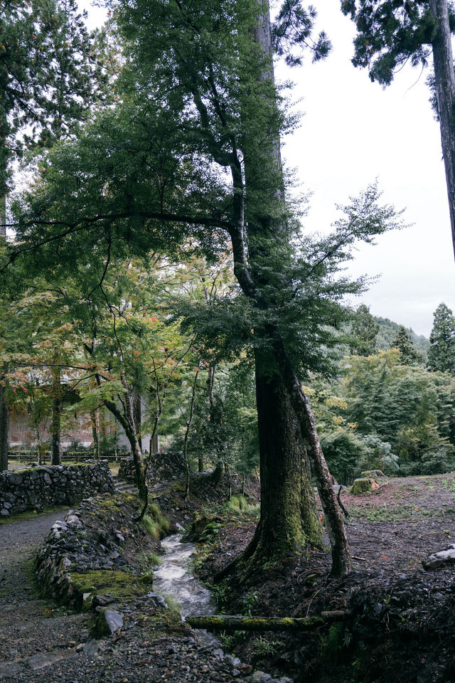 紅葉還未全盛，雨天也等不及飛到京都。