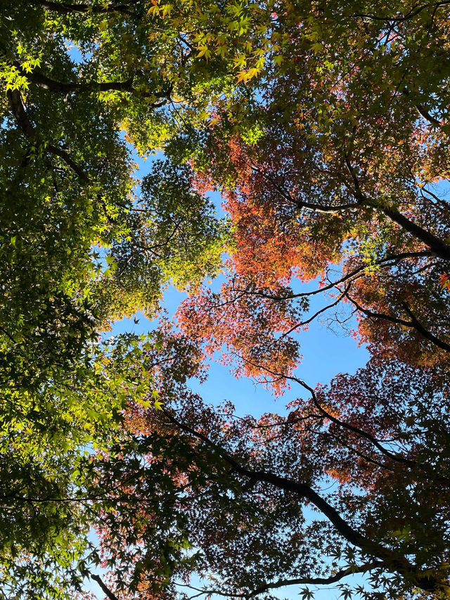 東京紅葉季｜Citywalk 賞紅葉攻略。
