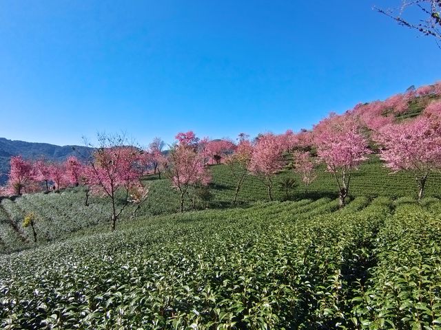 南涧無量山櫻花谷。