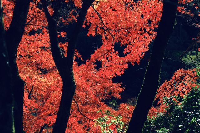宇治|三室戶寺