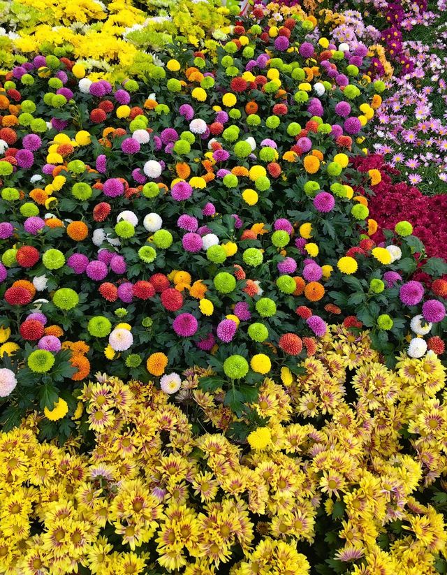 深圳 菊花展