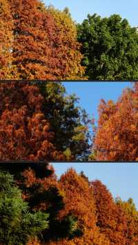 廈門南湖公園的落羽杉紅了，快去拍照