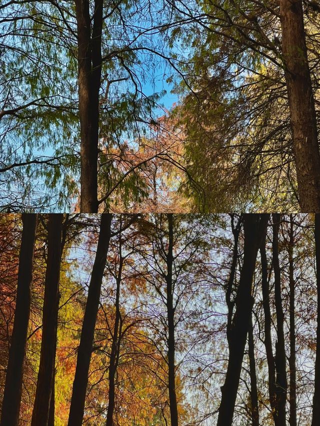 深圳洪湖公園|白鷺翩翩，水中落羽杉美哭