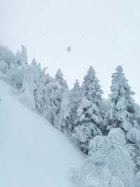 Exploring Nagano's Shiga Kogen Ski Resort: Yokoteyama & Shibutoge