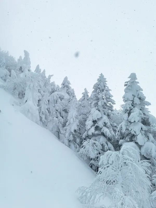 Exploring Nagano's Shiga Kogen Ski Resort: Yokoteyama & Shibutoge