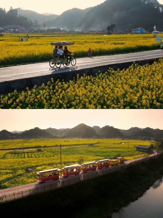 不是平坝/婺源這是離貴陽1h的賞花天堂