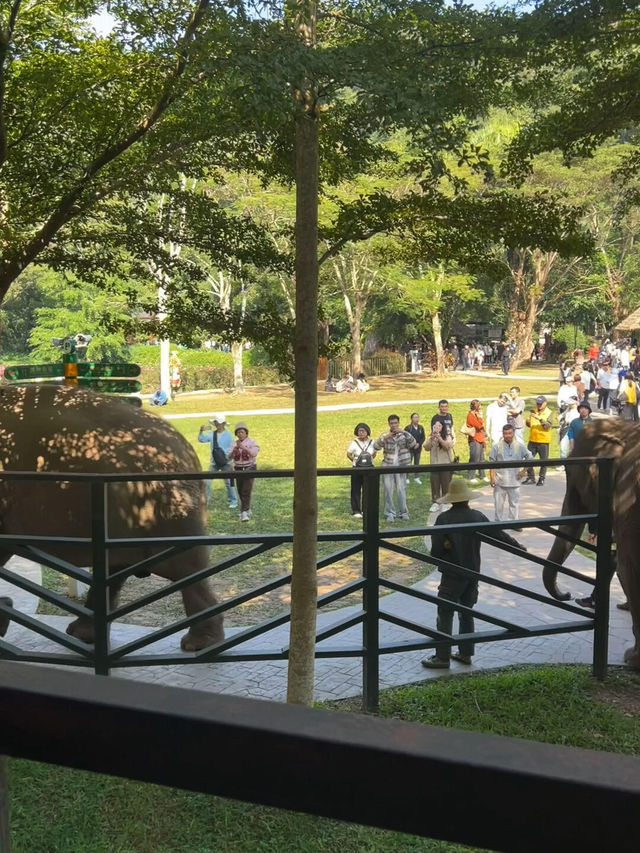 新年版納野象谷去了，不後悔