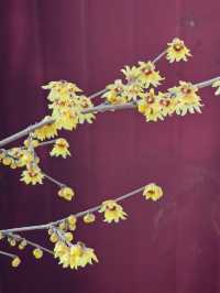 豐慶公園春已至，美好終將來臨！