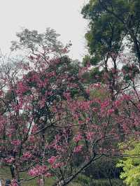 探秘雲蘿植物園，邂逅自然之美🌸