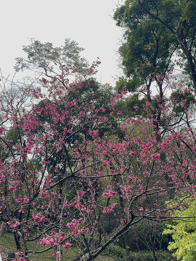 探秘雲蘿植物園，邂逅自然之美🌸