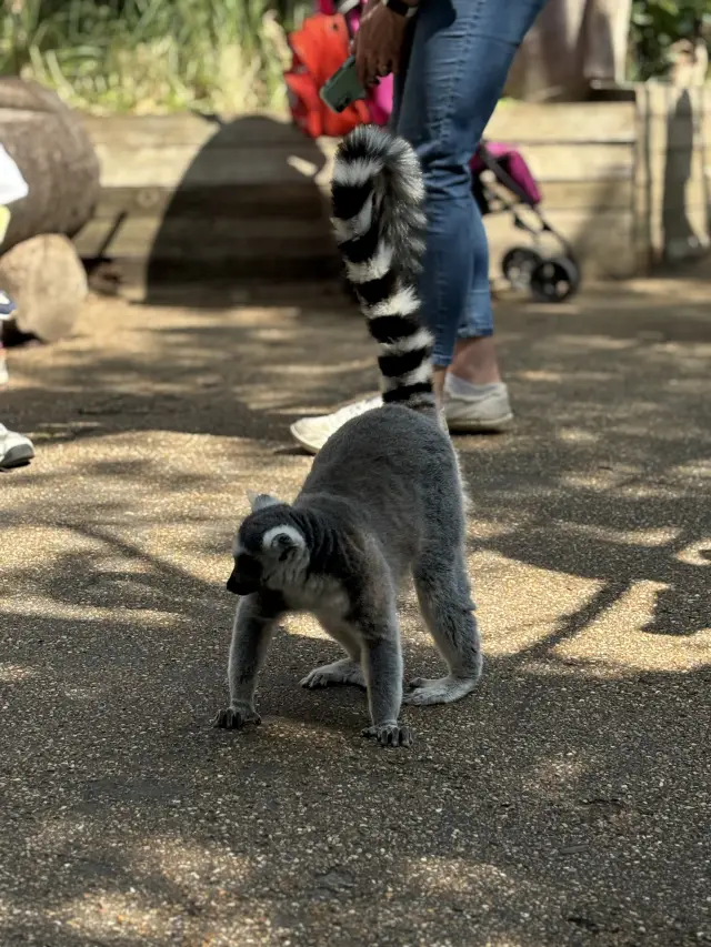 The London Zoo is surely a must visit