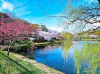 三池公園