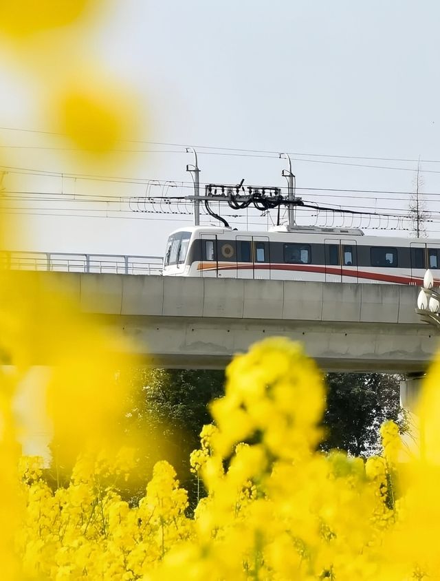 成都油菜花海的春日之旅：13個絕美打卡地點推薦