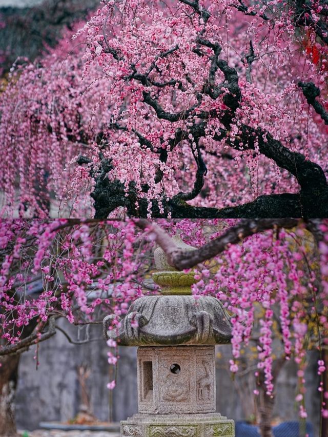 溫州1H｜這座禪寺的梅花瀑布，真的美哭我了