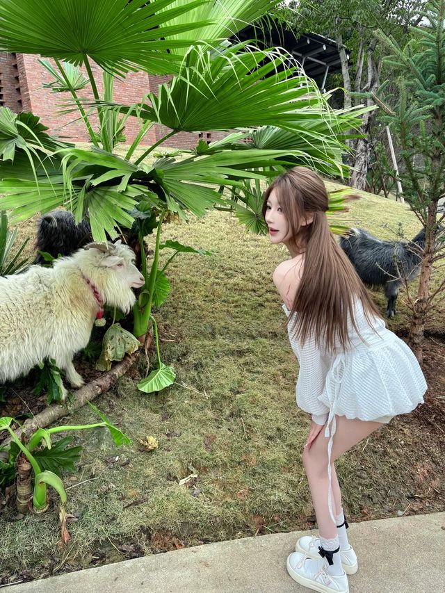 小島動物園