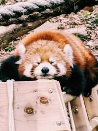 動物們的「森林派對」就在大連森林動物園等你加入