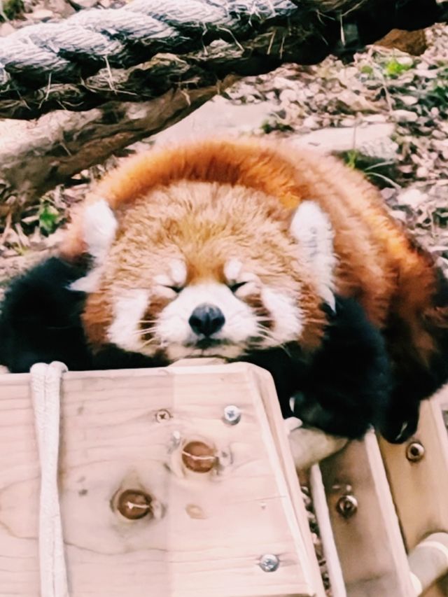 動物們的「森林派對」就在大連森林動物園等你加入