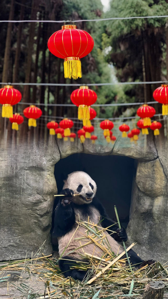 成都旅遊攻略：因一篇課文引發的旅行