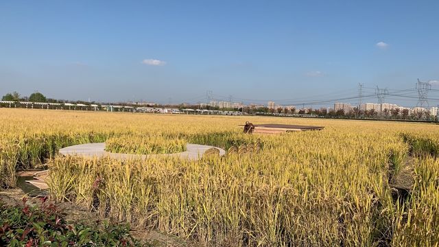 上海嘉北郊野公園嘅秋季遊記：金色稻田與田園風光