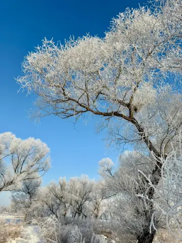 An Ideal 11-Day Itinerary for Australia During Qingming Festival