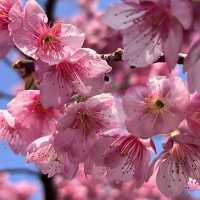 🌸上海早櫻盛放！今日大寧公園人潮洶湧