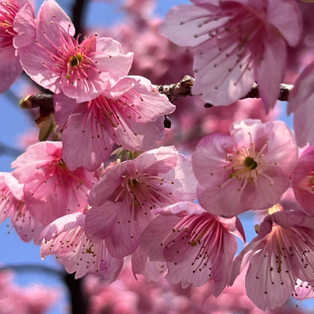 🌸上海早櫻盛放！今日大寧公園人潮洶湧