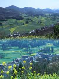 羅平春日螺絲田賞油菜花
