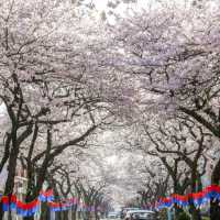 為了 4 月的櫻花海，我特意飛了趟濟州島🌸