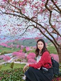 春日賞花｜藏在福建的「阿里山」是賞櫻勝地
