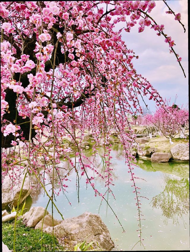 三月何處去？牧童遙指問花村——街子古鎮問花村