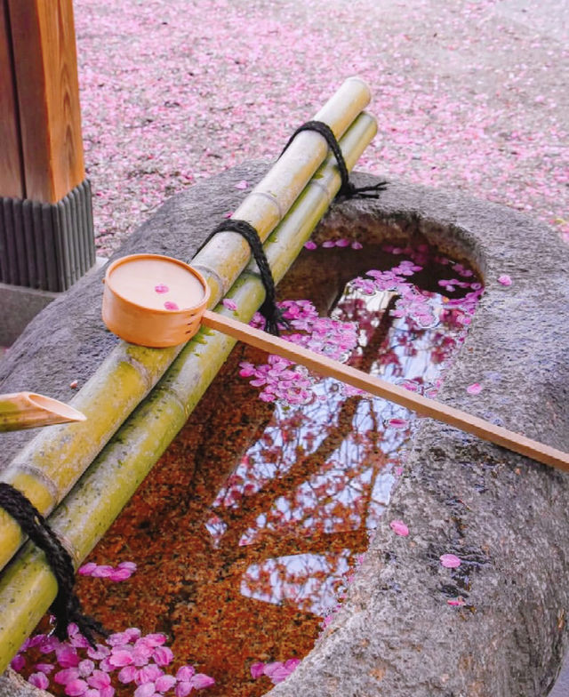 蔵前神社⛩️：春のミモザと桜の共演！