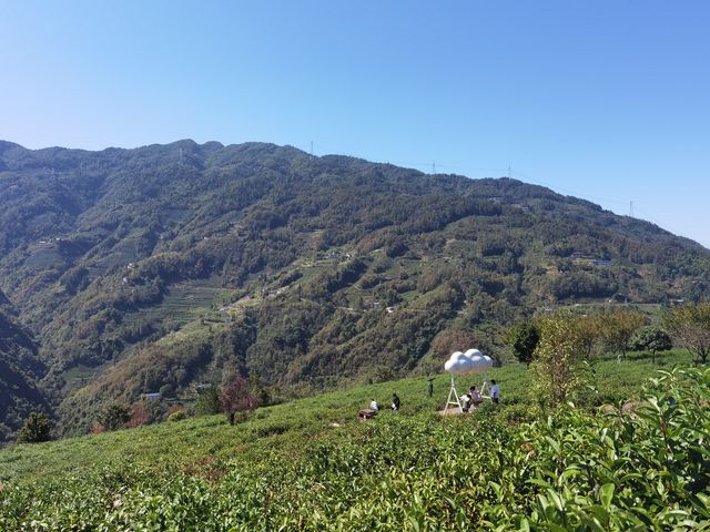 聽說！紫陽半畝茶園裡面的小木屋開始試營業啦