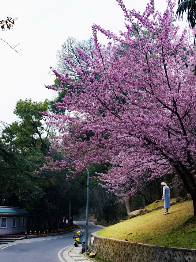 🌸 武汉樱花季全攻略：5大必打卡地标，解锁春日限定浪漫