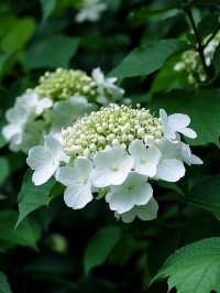 濟州島春日限定！闖入繡球花夢境
