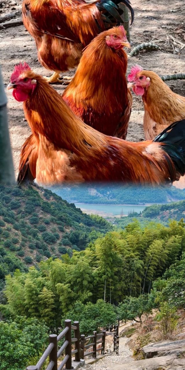 慈溪栲栳山徒步秘境