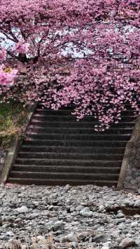 🌸今日満開の河津桜🌸