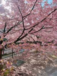 京都で楽しむ早春の桜